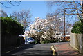 Magnolia tree, Culverden Park Rd