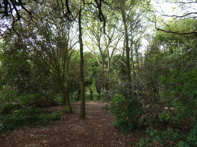 Wivenhoe Wood