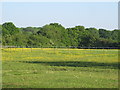 Buttercup pasture, Alphamstone