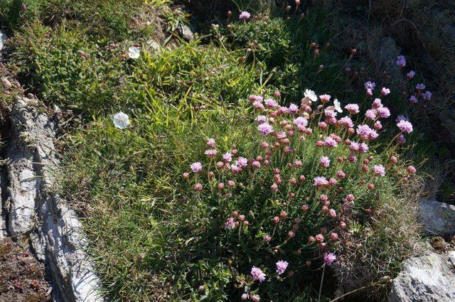 Thrift (Armeria Maritima ) on the cliff above Steeple Cove