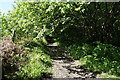 Path in Maltby Wood