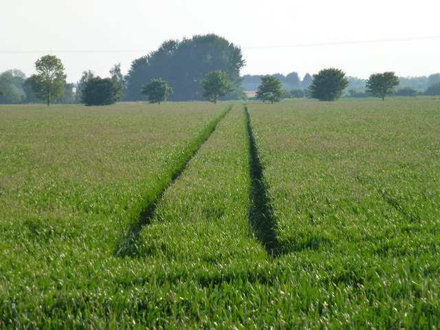 Tyre tracks in a cereal crop on Turf Fen, Stuntney