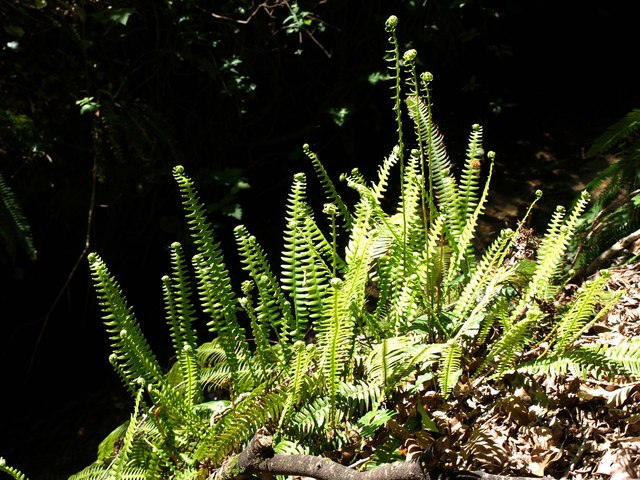 Hard fern below Cadson Bury