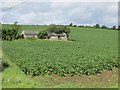 C1810 : Potato field by Richard Webb