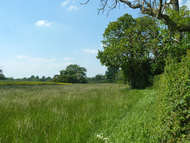 Strip of long grass behind the hedge