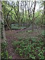 Fallen branch in Kiln Wood