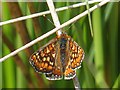 Marsh Fritillary butterfly, Aberbargoed Grasslands