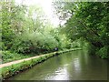 Walking the dog, Peak Forest Canal towpath