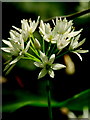 Wild Garlic inflorescence