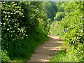 Path through Waterford Heath Common