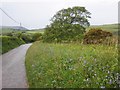 Grass verge, Broadoak Hill