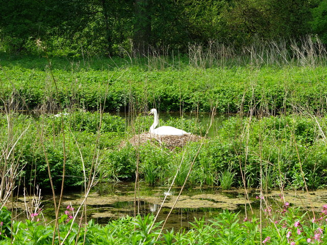 A nesting swan in Lathkill Dale