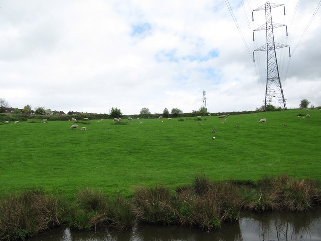 Sheep and geese grazing, south of Romiley