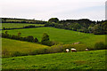 West Somerset : Grassy Fields