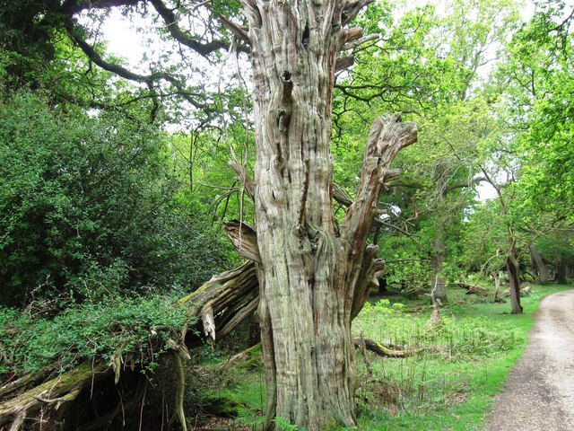 Tree stump, Sloden Inclosure © Alex McGregor :: Geograph Britain and ...