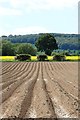 Potato field north of Notton