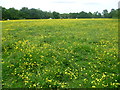 Field of Buttercups