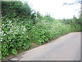 Steps up to Public Footpath