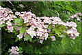 Hawthorn blossom