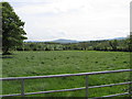 Cultivated grass west of the Lurgana Road