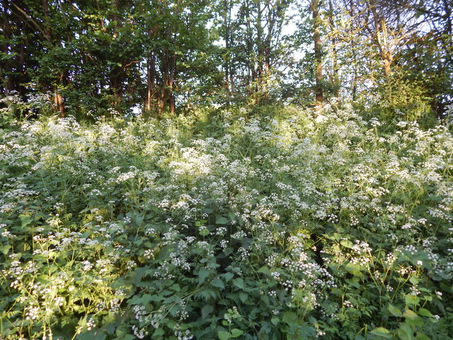 Cow Parsley on Park Road