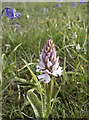 ST4756 : Heath Spotted Orchid by Neil Owen