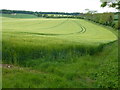 TF7916 : Shades of green in Norfolk by Richard Humphrey