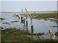 Tree row in the estuary at Old Hall Creek