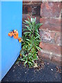 Wall flower on Belstead Road