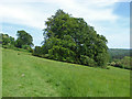 Beech clump, Downlands