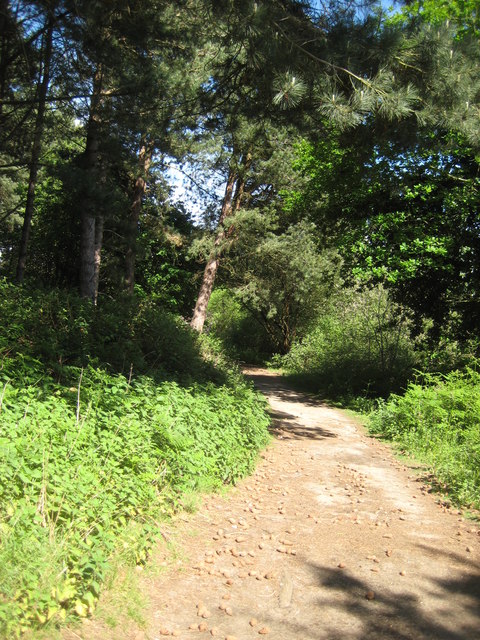 While you can (2): woodland path in Kenton Hills