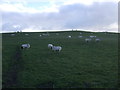 Hillside grazing near Newburgh