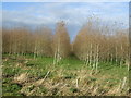 Woodland near Mill of Fiddes