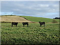 Grazing, Milltown of Minnes