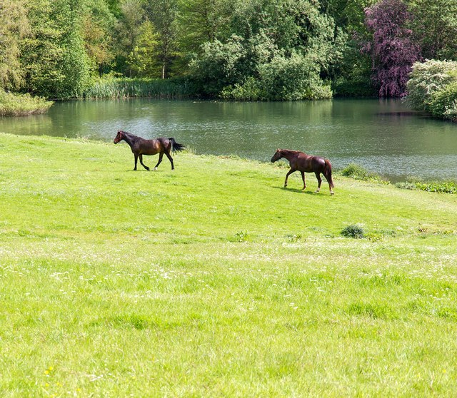 Horses by the Lake, Thenford Arboretum