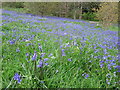 Bluebells at Rowardennan Lodge