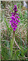 C0935 : Early Purple Orchid (Orchis mascula) by Anne Burgess