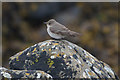 HP6312 : Spotted Flycatcher (Muscicapa striata), Haroldswick by Mike Pennington