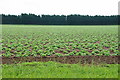 Potato field by North Muskham