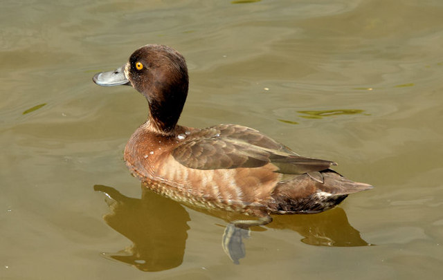 Tufted duck, Kiltonga, Newtownards - May... © Albert Bridge cc-by-sa/2. ...