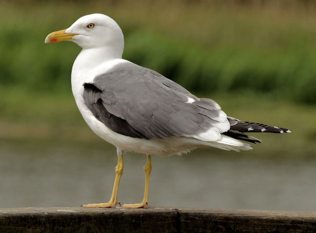 Lesser black-backed gull, Kiltonga,... © Albert Bridge :: Geograph Ireland