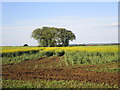 Willow trees around a pit