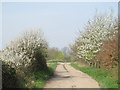 The Chase Way east of Lexden Lodge