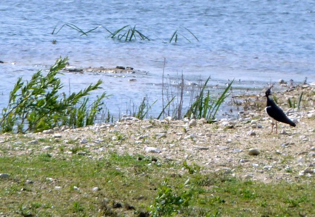 Lapwing (Vanellus vanellus) at College Lake