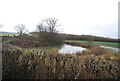 Pond by Bockham Lane