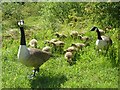 SP9314 : Canada geese emerge from the grass by Rob Farrow