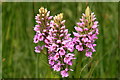 TL5570 : Marsh Orchid, Wicken Fen by Rob Noble