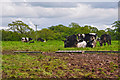 North Devon : Cattle Grazing