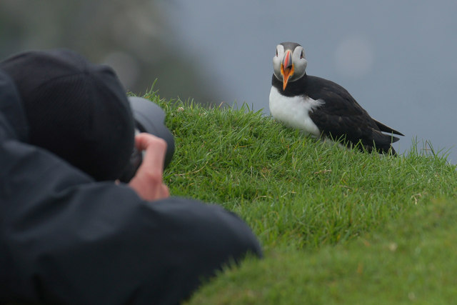 Photographing a Puffin on the Neap, Hermaness