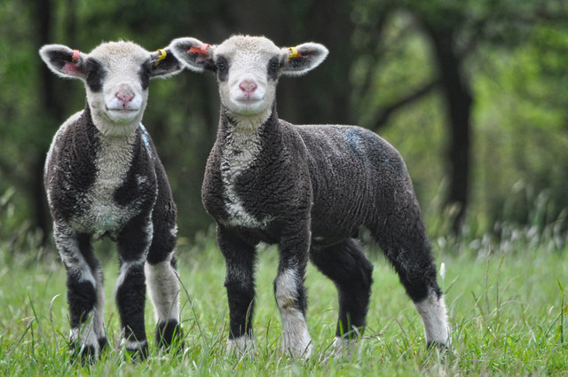Mid Devon : Lambs Grazing